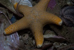 Callopatiria formosa