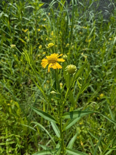 common sneezeweed