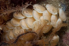 Buccinidae