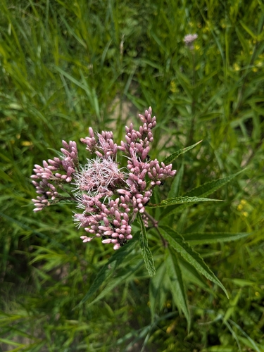 spotted Joe-Pye weed