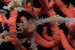 Macropodia falcifera