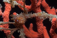 Macropodia falcifera