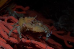 Achaeopsis spinulosa