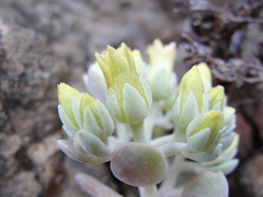 Sedum albomarginatum