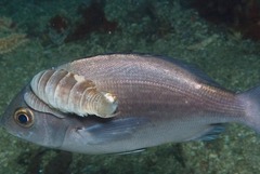 Anilocra capensis