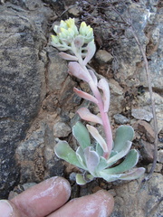 Sedum albomarginatum