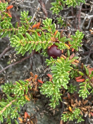 Image of Empetrum atropurpureum by (c) er-birds, some rights reserved (CC BY)