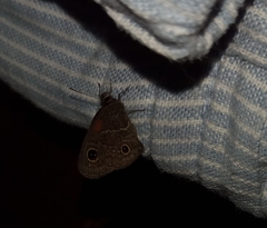 Calisto obscura