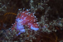 Paraflabellina funeka