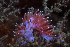 Paraflabellina funeka