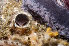 Thylacodes natalensis