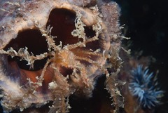 Macropodia falcifera