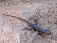 Hemicordylus capensis