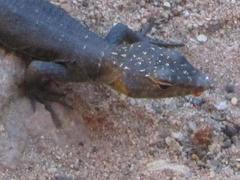 Hemicordylus capensis