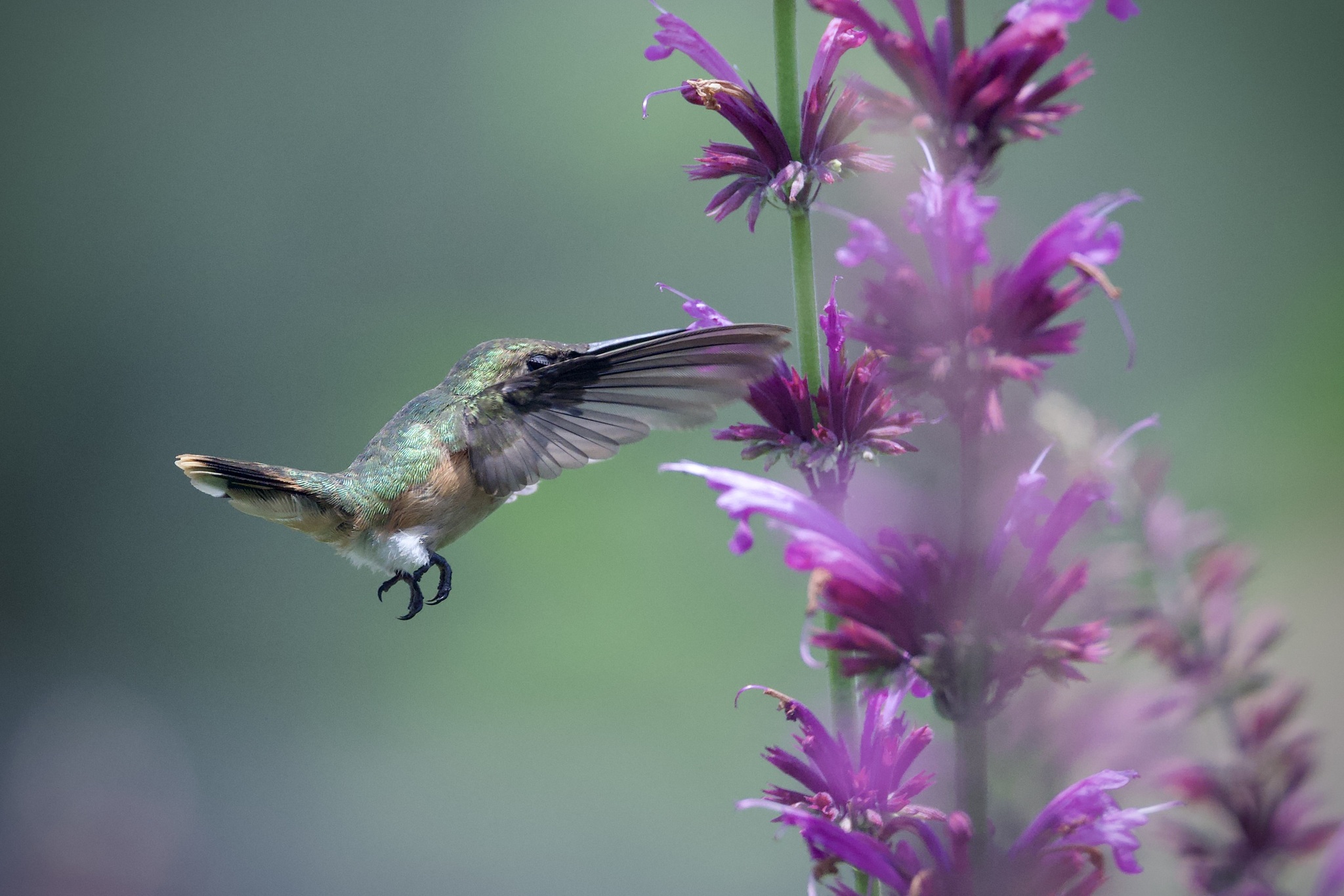 Bumblebee Hummingbird (Selasphorus heloisa), photo 10