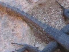 Hemicordylus capensis