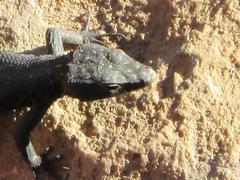 Hemicordylus capensis