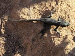Hemicordylus capensis