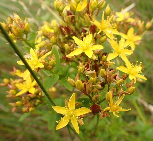 Peterwort (Hypericum tetrapterum)