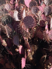 Opuntia gosseliniana