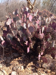 Opuntia gosseliniana