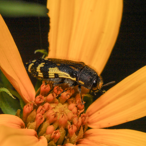 Acmaeodera