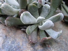 Sedum albomarginatum