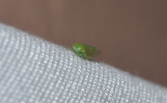 Hyalojassini