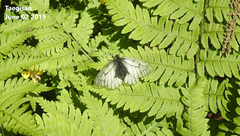 Parnassius stubbendorfii