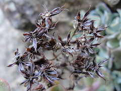 Sedum albomarginatum
