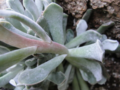 Sedum albomarginatum