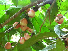 Syzygium samarangense