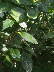 Zonitidae