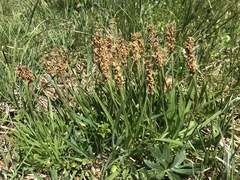 Plantago alpina