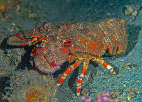 Ridged Slipper Lobster