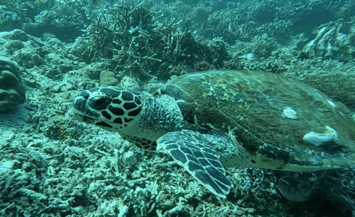 Hawksbill Sea Turtle — seen at this dive site