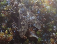 Tabanomorpha
