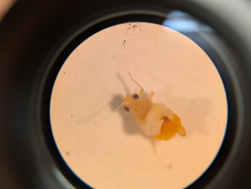 Pariaconus ohiacola