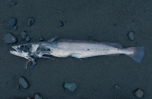 Blue whiting (Merluccius australis) — Merlucciidae — 4
