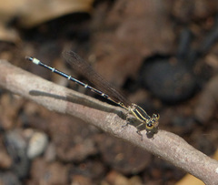 Argia bipunctulata