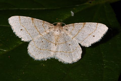 Trigrammia quadrinotaria