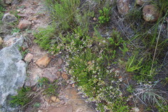 Erica curvirostris