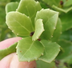 Maytenus procumbens
