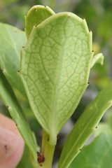 Maytenus procumbens