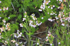 Erica curvirostris