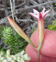 Adromischus caryophyllaceus