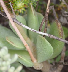 Adromischus caryophyllaceus
