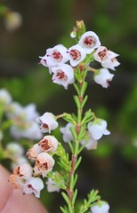 Erica curvirostris