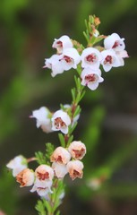 Erica curvirostris
