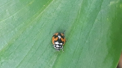 Adalia angulifera